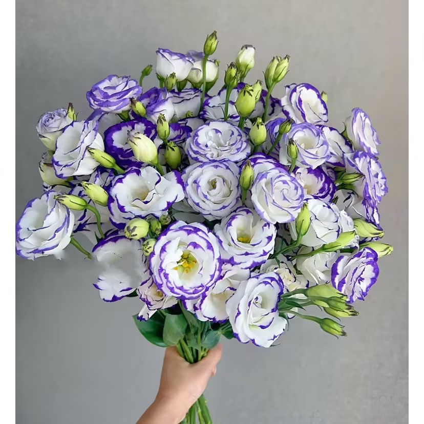 Multicolor Lisianthus(Eustoma grandiflorum) - 200 seeds