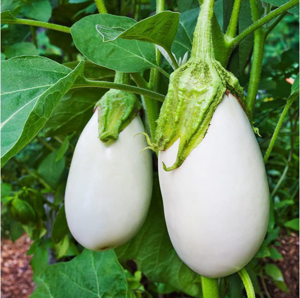 🍆 Green Can Eggplant Seeds – High-Yield, Flavorful & Adaptable