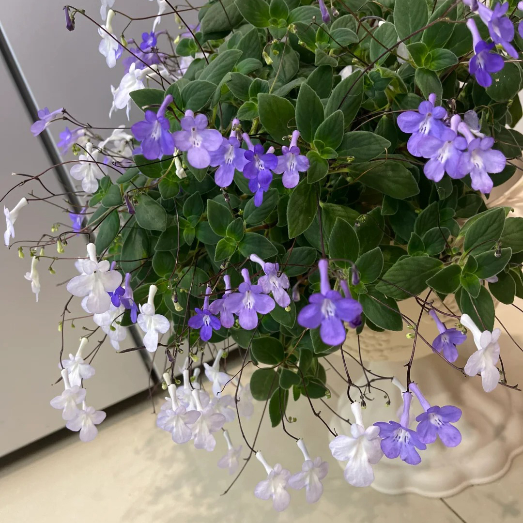 Streptocarpus saxorum Seeds