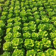 Organic Green Lettuce Seeds
