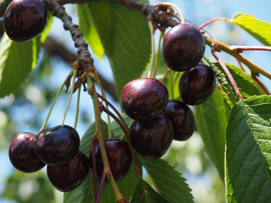 🍒High-Quailty Rainier Cherry Fruit Seeds - Can be Planted All Year Round