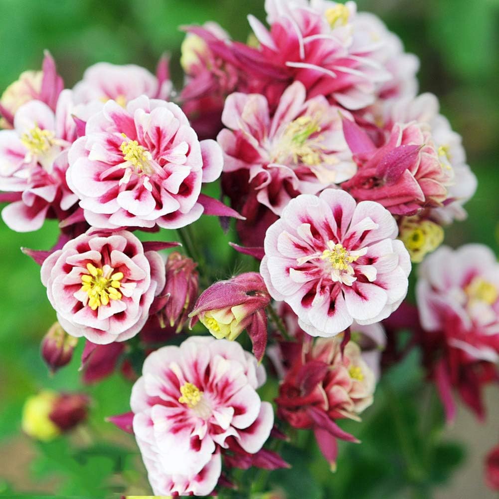 Aquilegia vulgaris 'Double Mix' Seeds