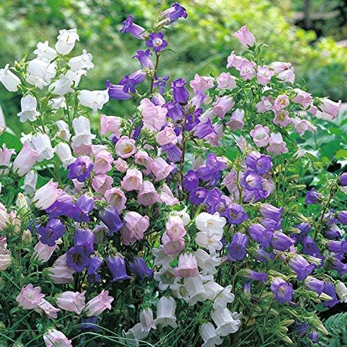 100+ Mix Campanula Bellflowers Seeds Bell Flower Tussock BalloonFlower Plants Home Garden