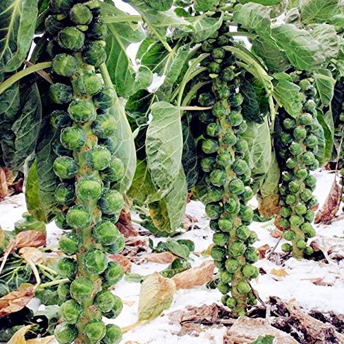 🥦Four-Season Brussels Sprouts Seeds