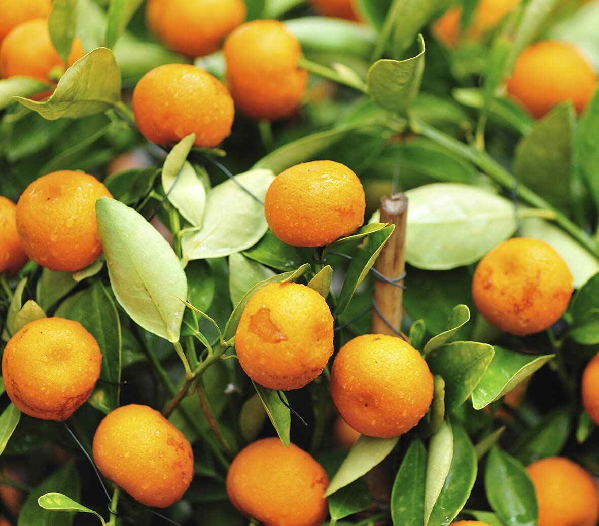 Kumquat Seeds - Indoor Grow - Fruit on Tree - 3-gallon pot for easy care