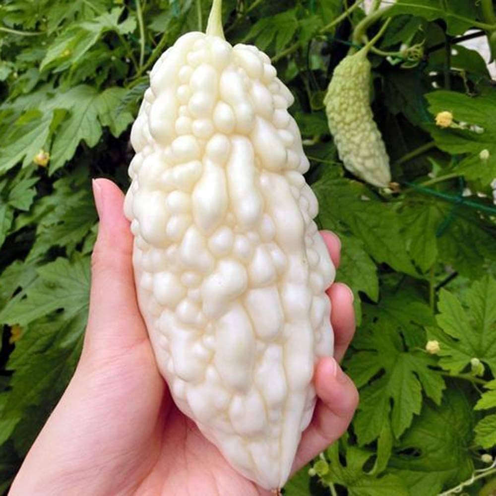 🔥64%OFF 🎉Most Popular Fruits Seeds in 2024🪴Each Pack 40 Seeds