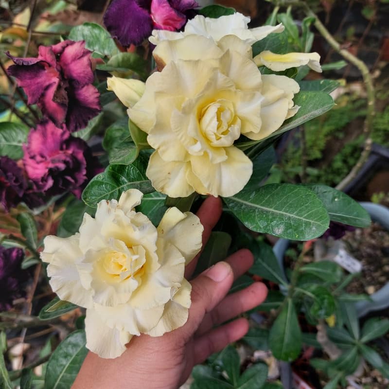 🏜️Desert Rose Seeds: Experience the Beauty of the Desert.