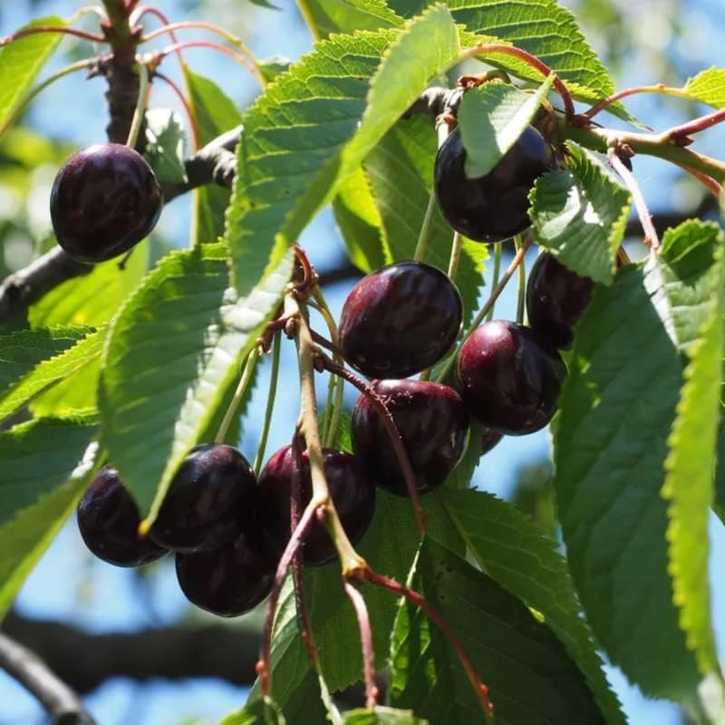 🍒High-Quailty Rainier Cherry Fruit Seeds - Can be Planted All Year Round