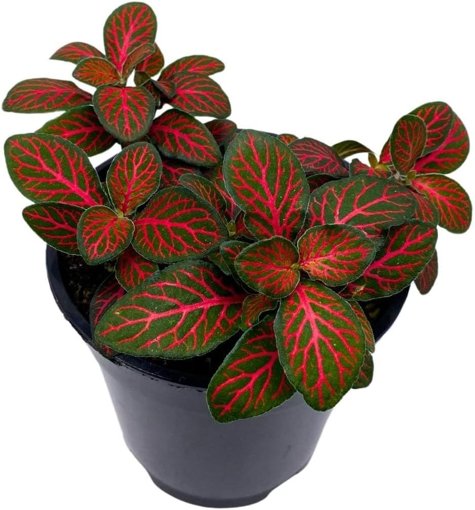 Fittonia Seeds, Nerve Plant Seeds, Mosaic Seeds