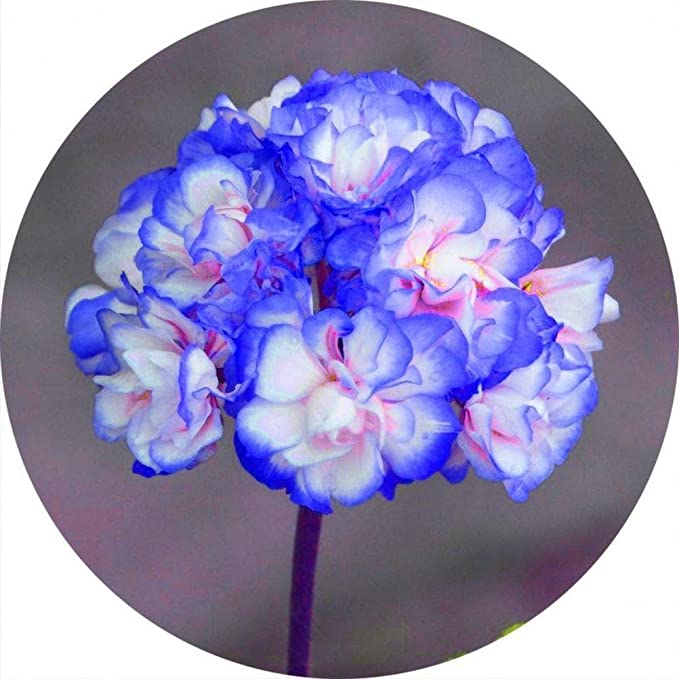Rare 'Night Blue' Geranium Seeds Appleblossom Rosebud Pelargonium Perennial-chloriseeds