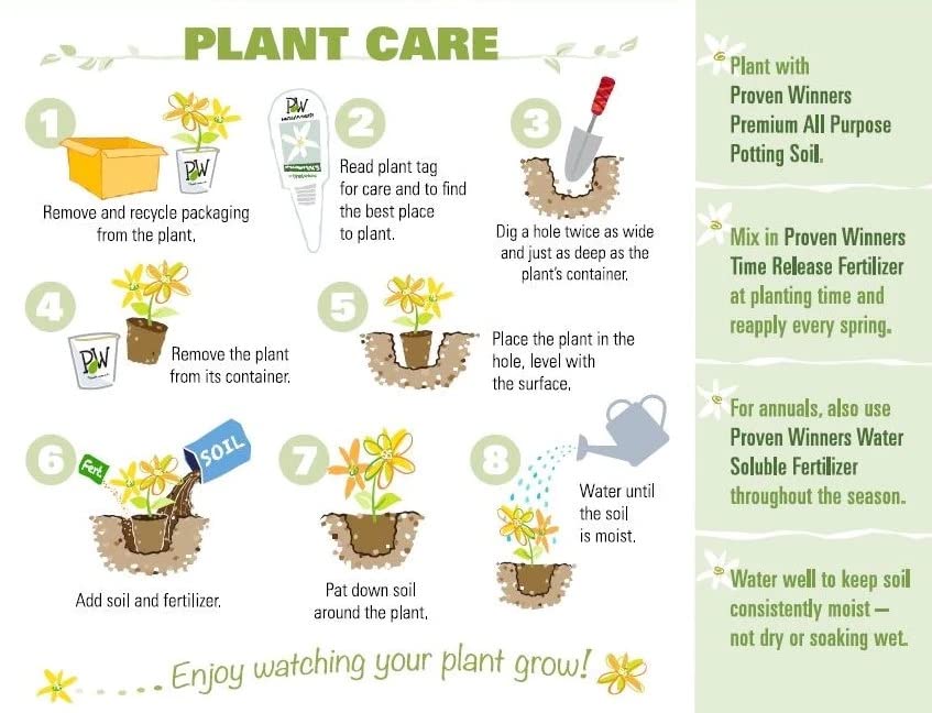 Mixed Seasonal Blooming Flower Seeds - Easy Care-chloriseeds