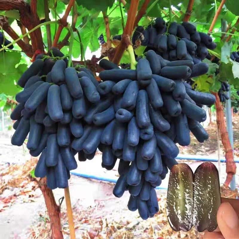Advanced Finger Grape Fruit Seeds