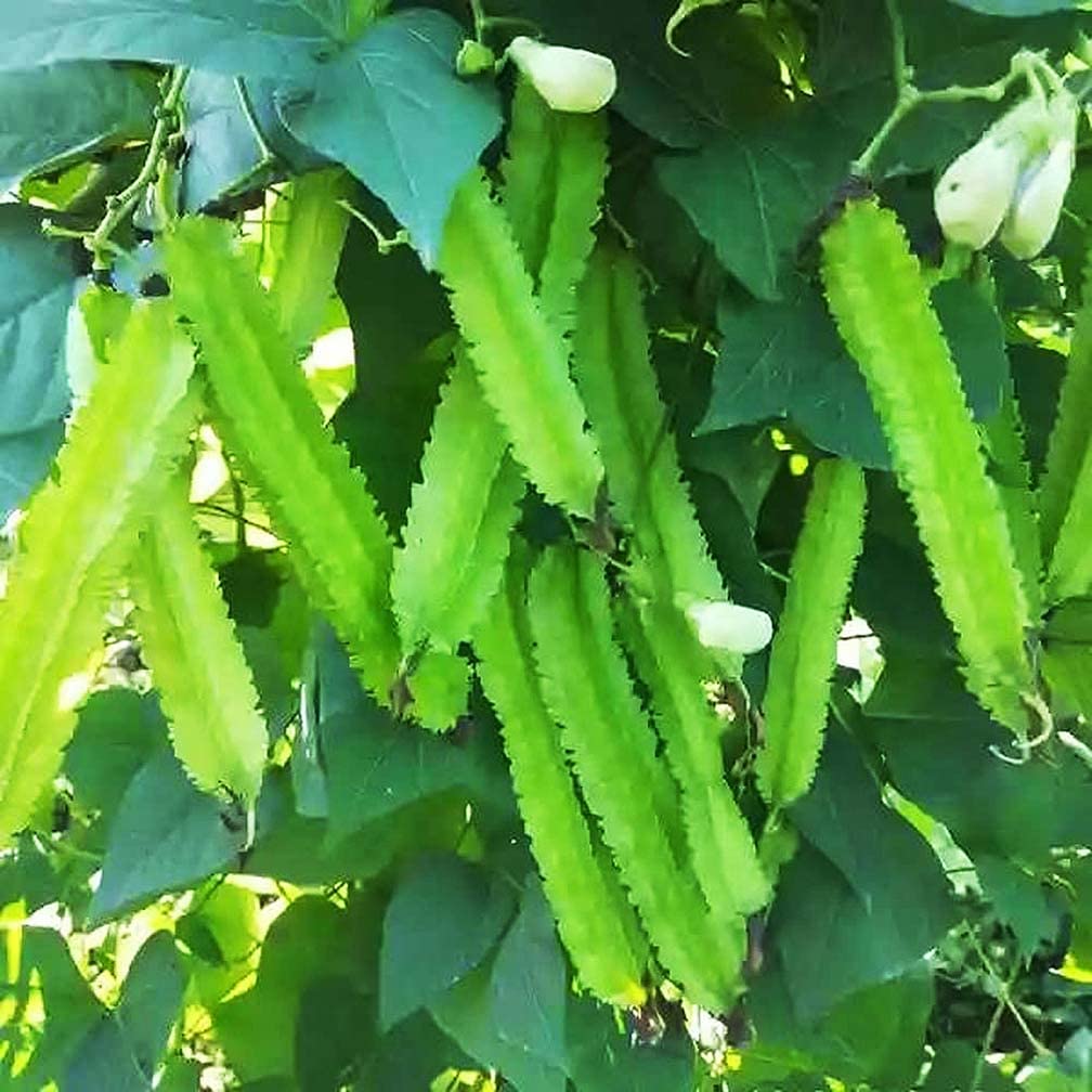 Winged Bean Seeds - The King of Beans