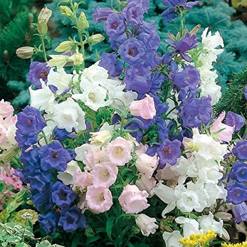 100+ Mix Campanula Bellflowers Seeds Bell Flower Tussock BalloonFlower Plants Home Garden