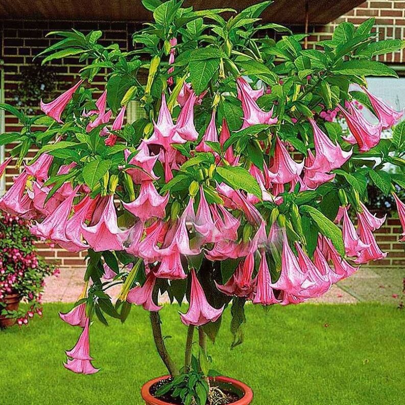 50pcs/Bag Datura Brugmansia Seeds Potted Bonsai Trumpets Angel Flower Seeds