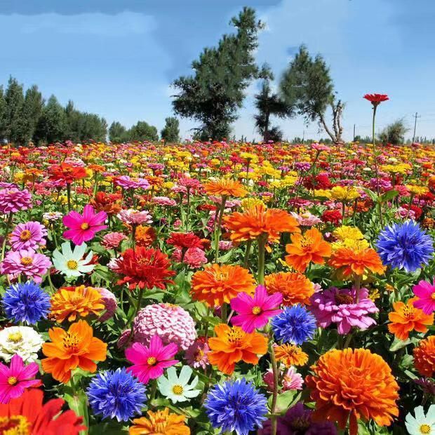 Mixed Perennial Flowers Seeds-Over 50 kinds mixed