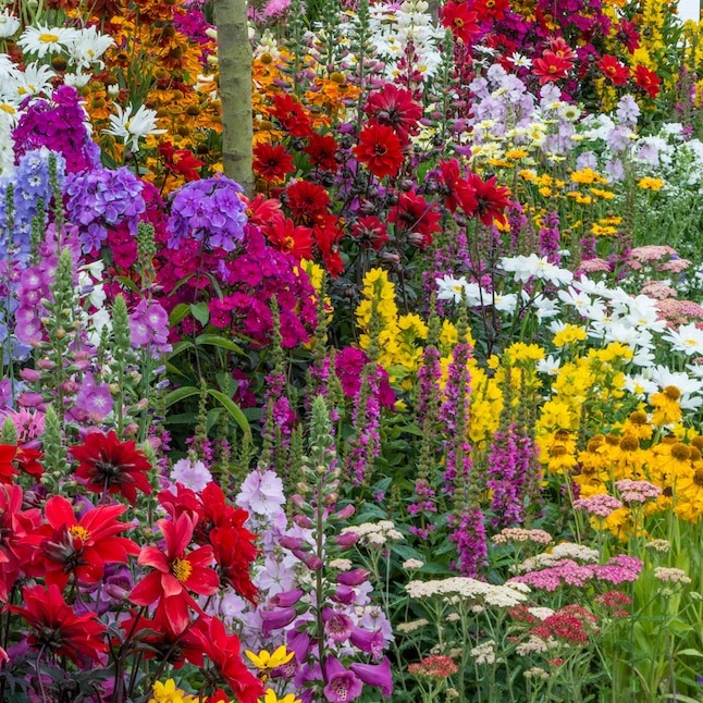 Four Seasons Flowering Mixed Flower Seeds- Year Round Blooms