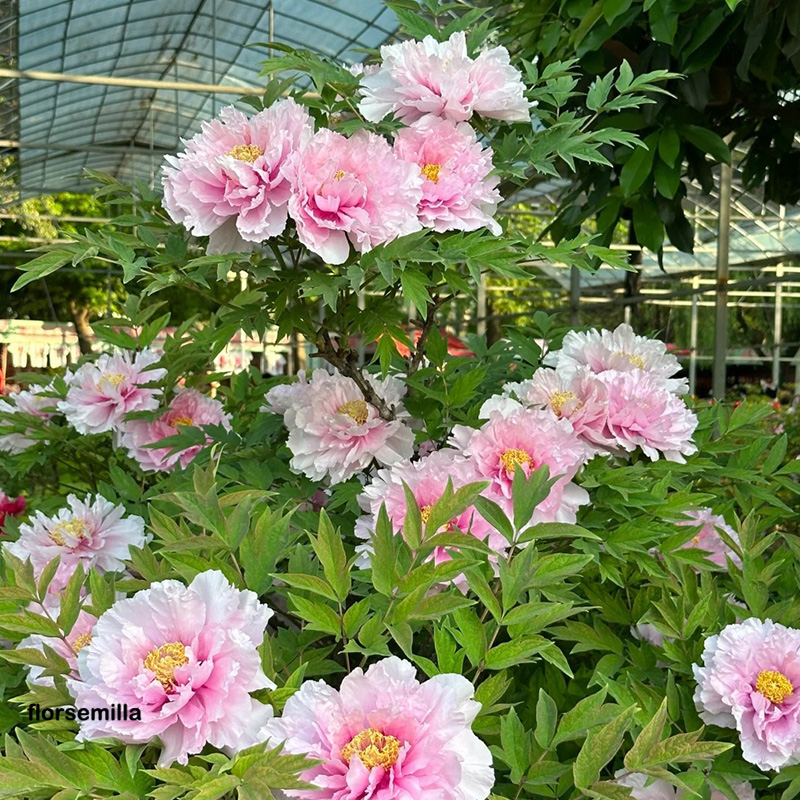 🚀Descuento a mitad de precio💖Semillas de peonía ✨Tamaño de flor grande