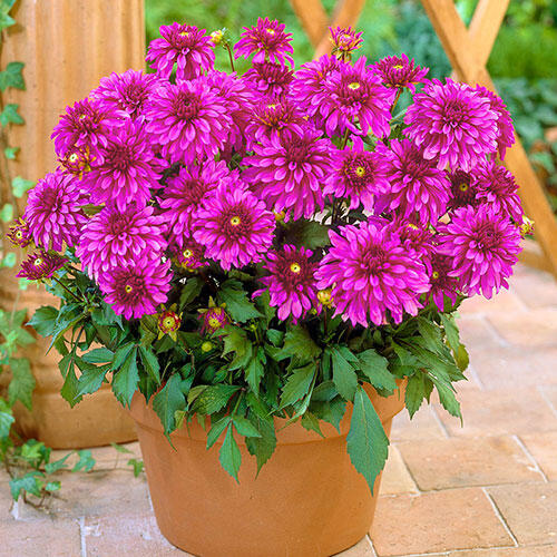 Gallery Art Nouveau Dahlia-chloriseeds