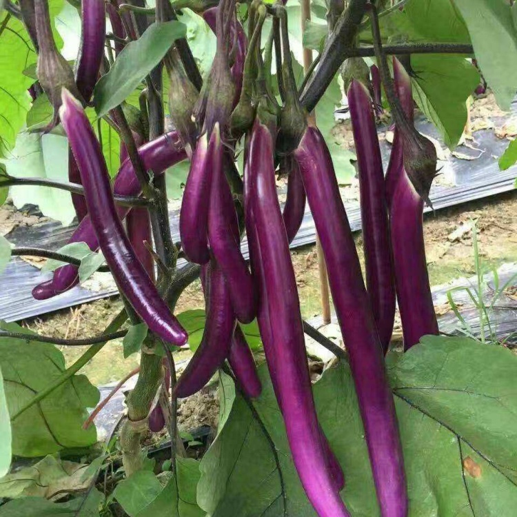 Purple Long Eggplant Seeds – High-Yielding, Tender & Nutrient-Rich