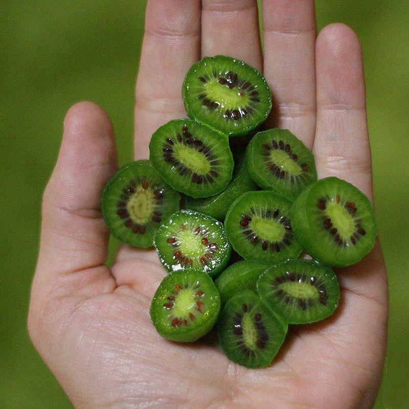 Mini Kiwi Berry Seeds Miniature Kiwi Berry Hardy Actinidia Arguta Fruit Seeds