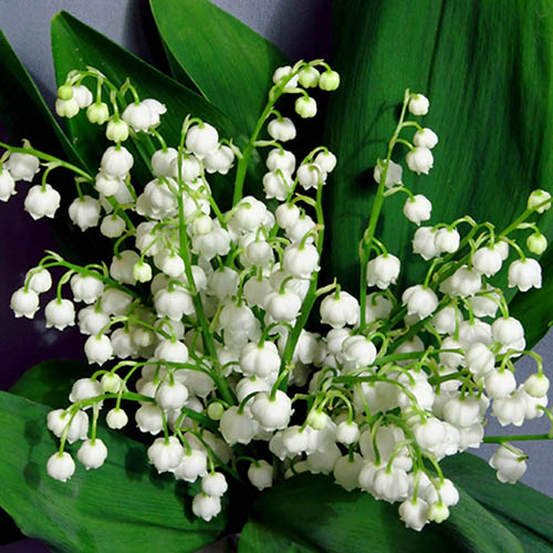 🌸 Lily of the Valley Seeds – A Symbol of Purity & Grace! 🌿