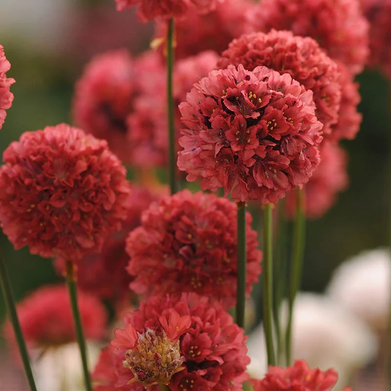Armeria Pseudarmeria Ballerina Red