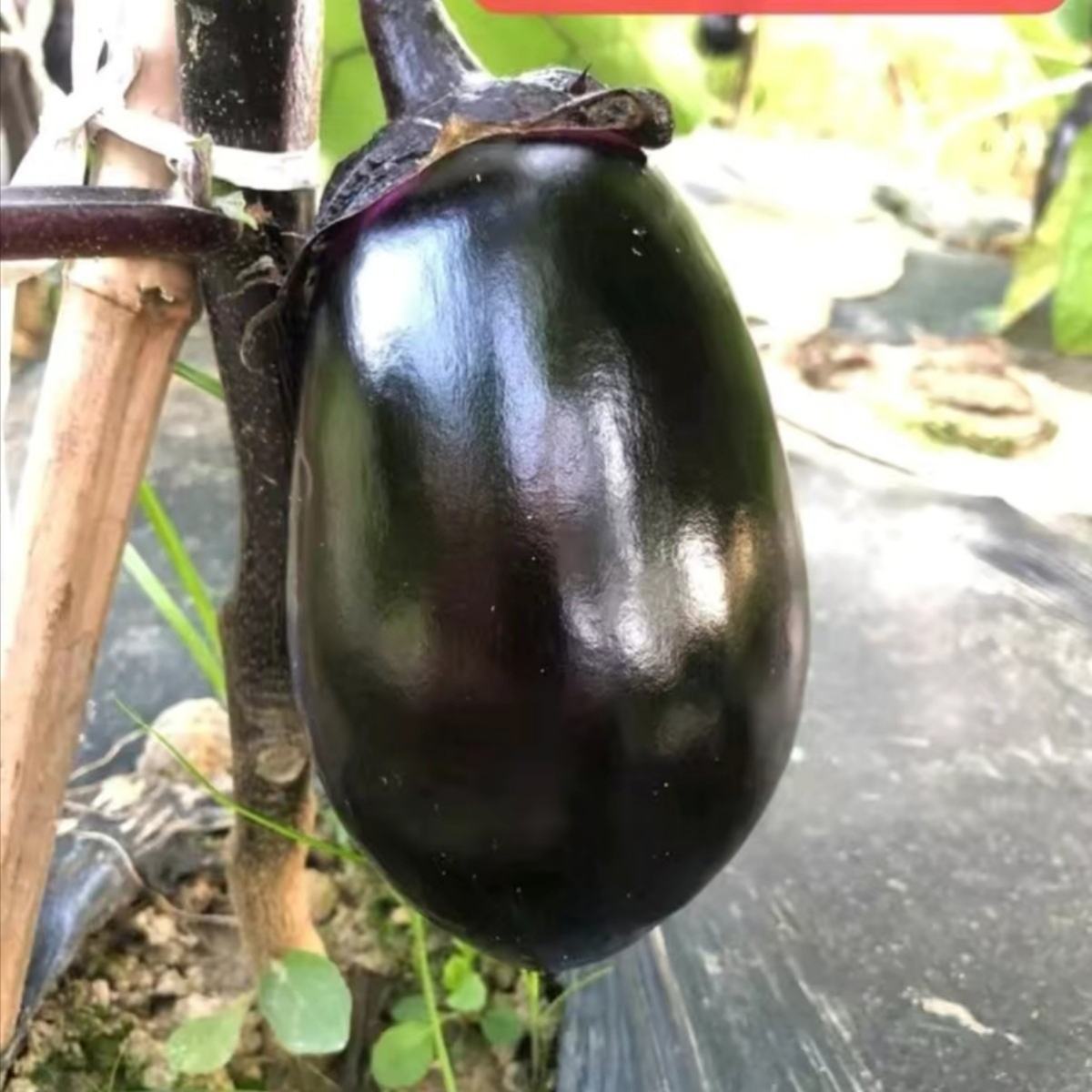 🍆 Green Can Eggplant Seeds – High-Yield, Flavorful & Adaptable