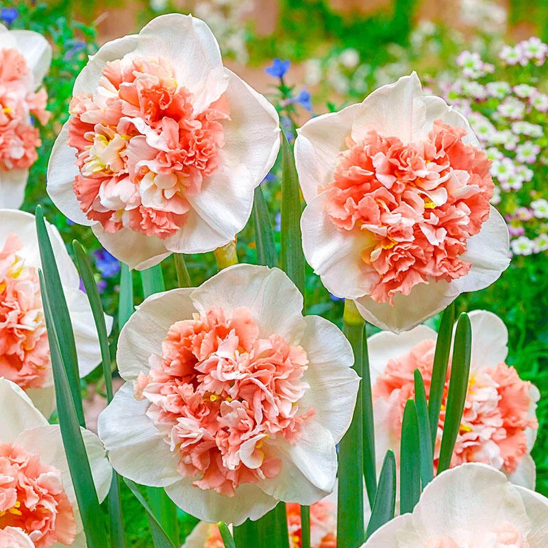 Perennial Daffodil Bulbs