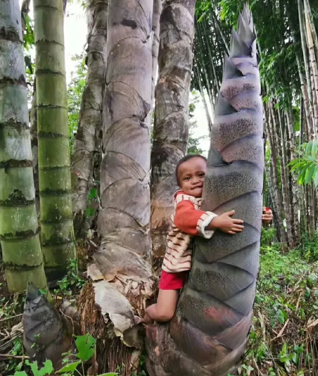 🎍Giant Dragon Bamboo Seeds