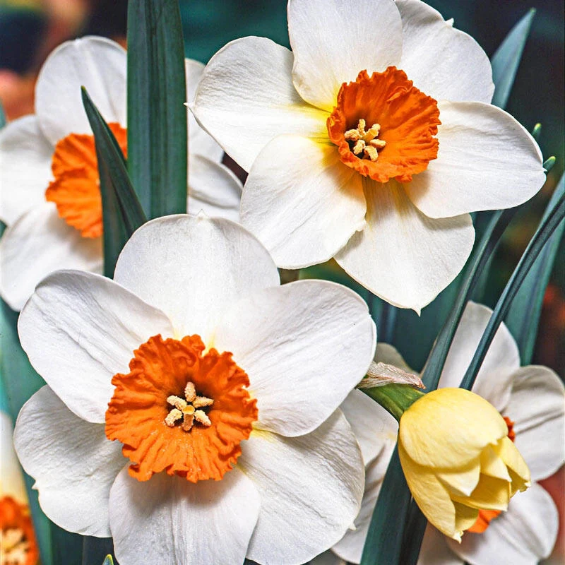 Perennial Daffodil Bulbs