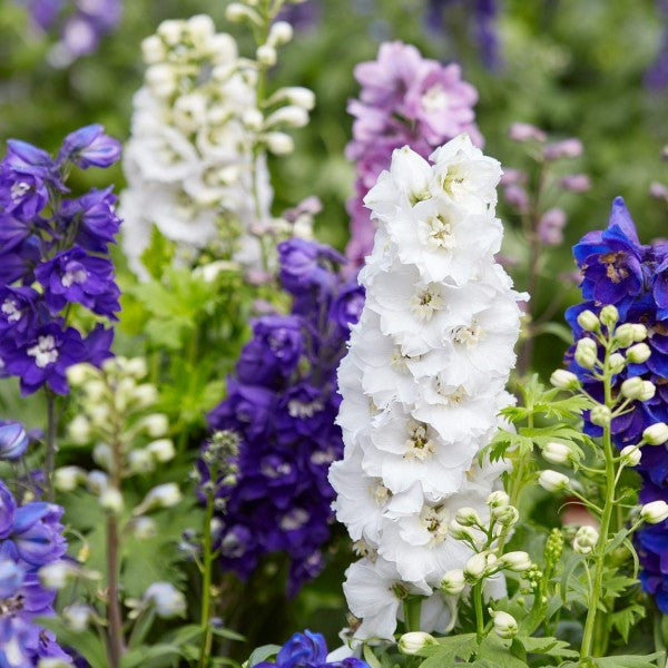 Colorful delphinium