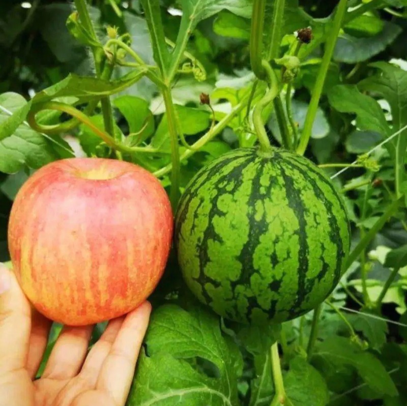 Mini Apple Watermelon Seeds