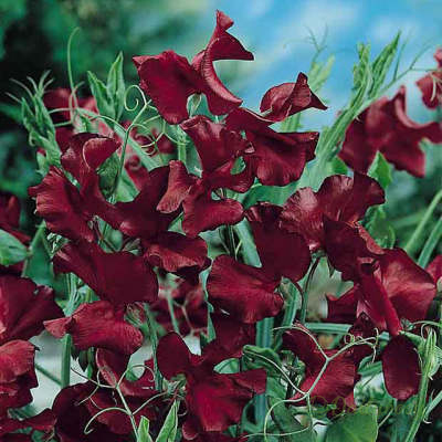💐Multi Color Sweet Pea Flower Seeds