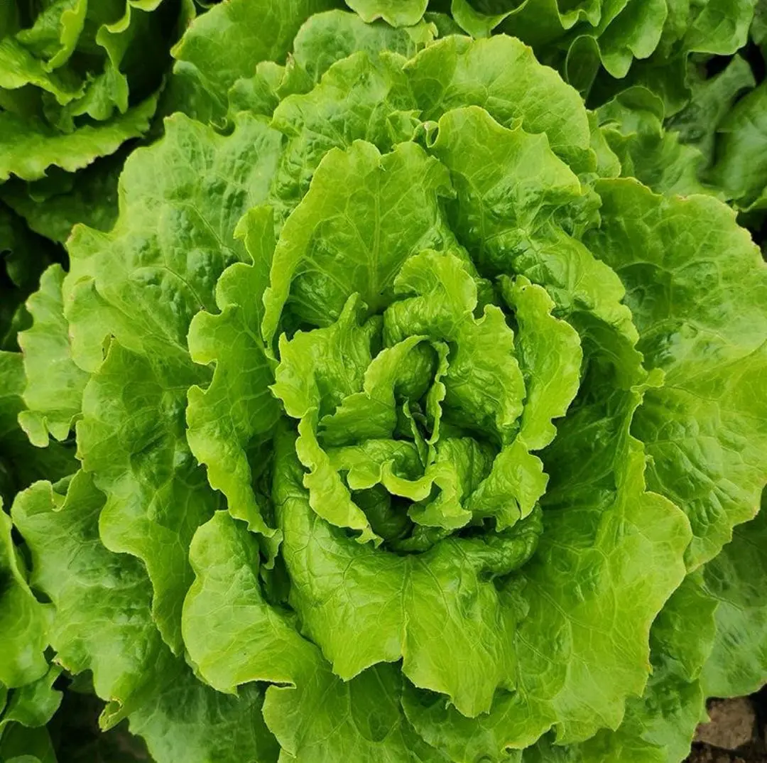Organic Green Lettuce Seeds