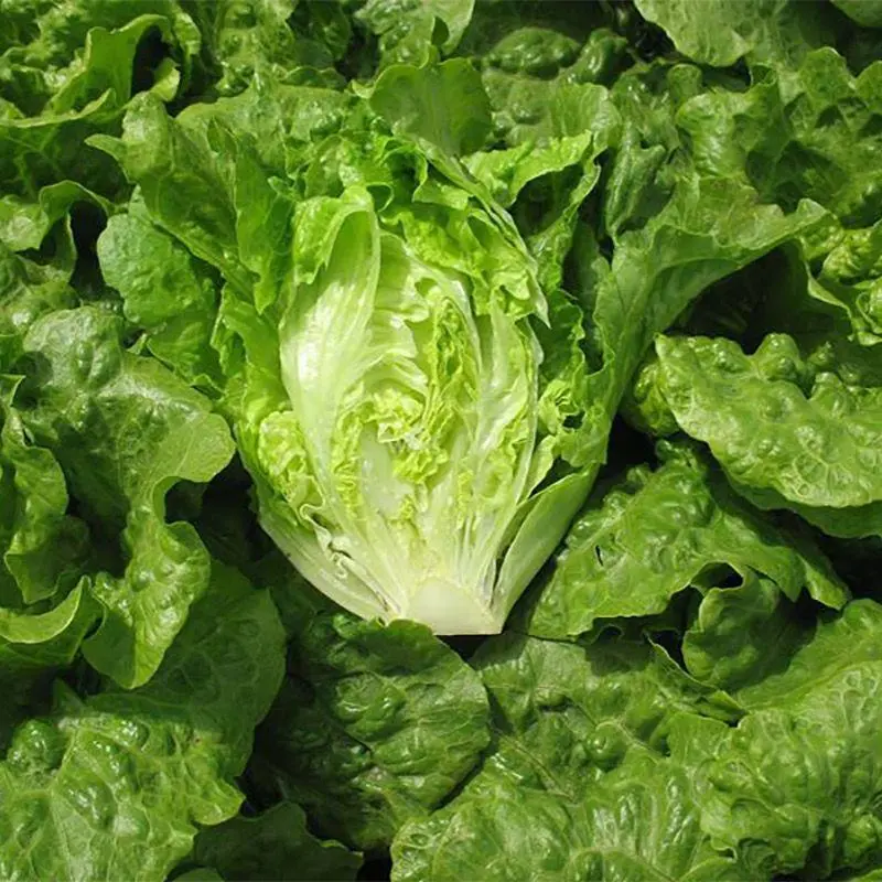 Organic Green Lettuce Seeds