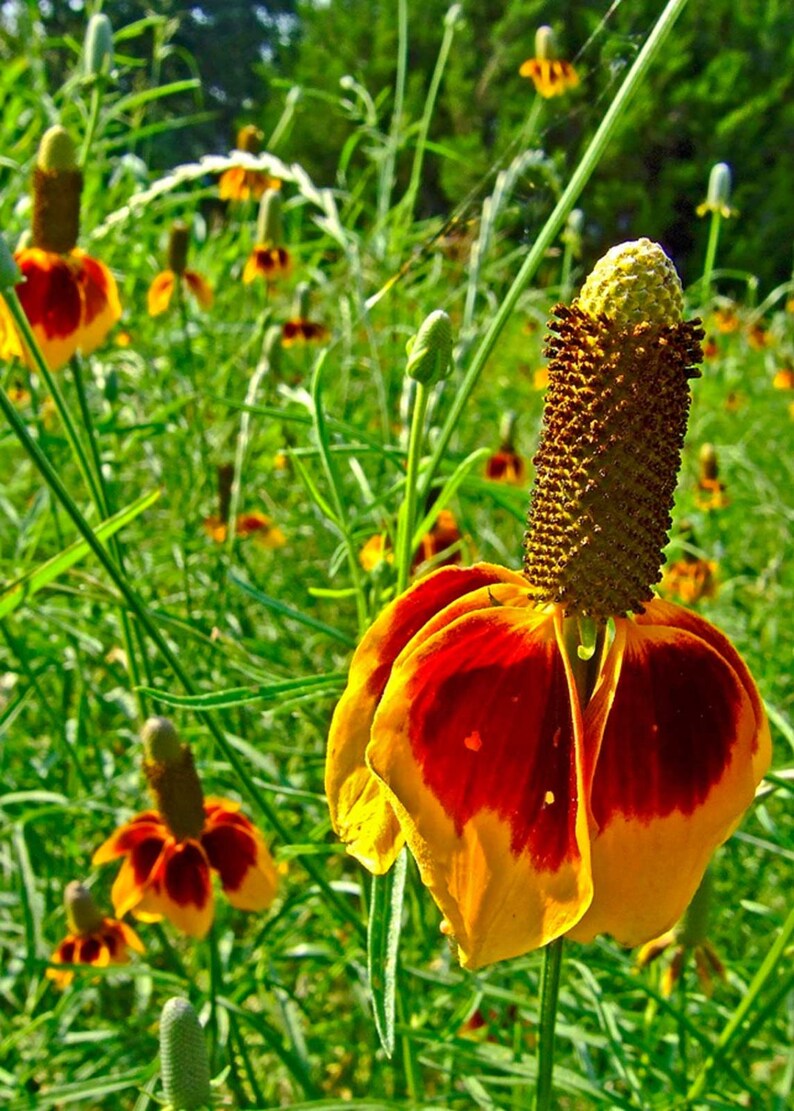 Ratibida columnifera | Mexican Hats | Grey Headed Coneflower