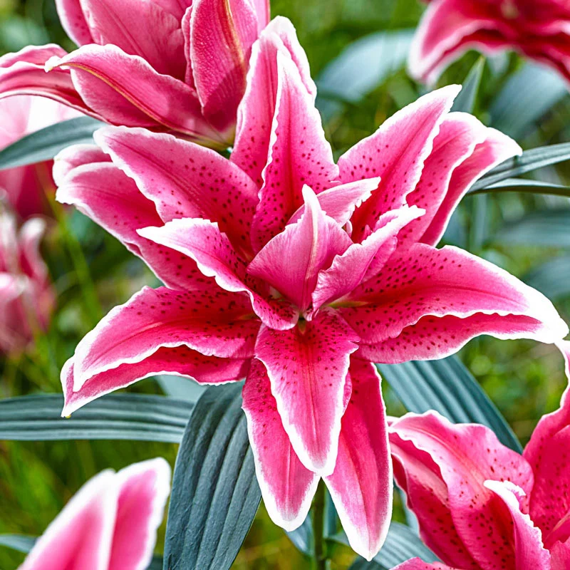 Rare Double Perfume Roselily Bulbs