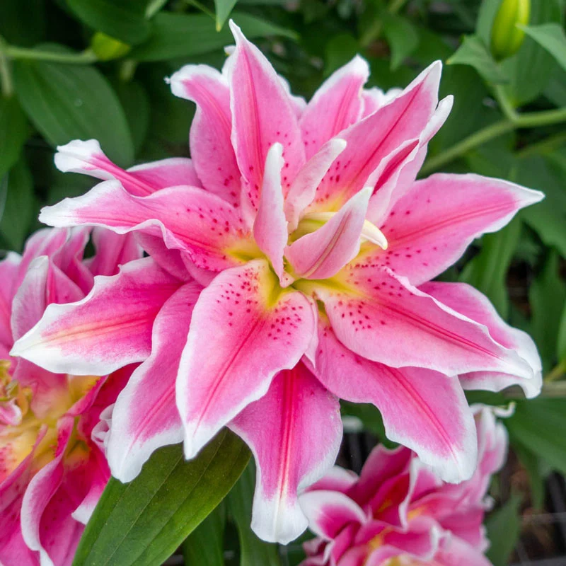 Rare Double Perfume Roselily Bulbs