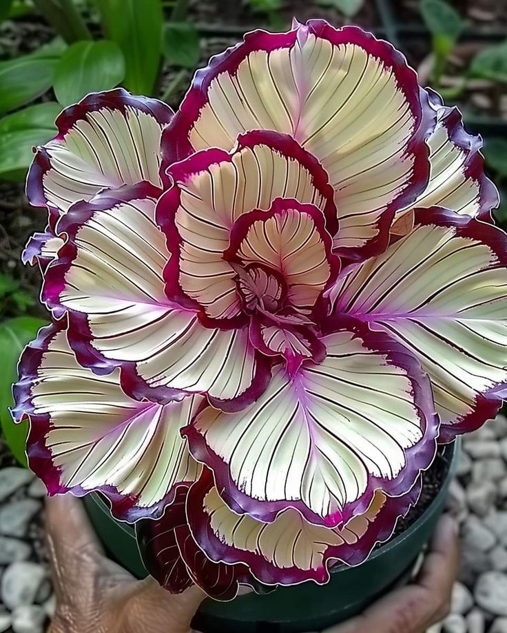 🎁Rainbow Ruffles Iris germanica