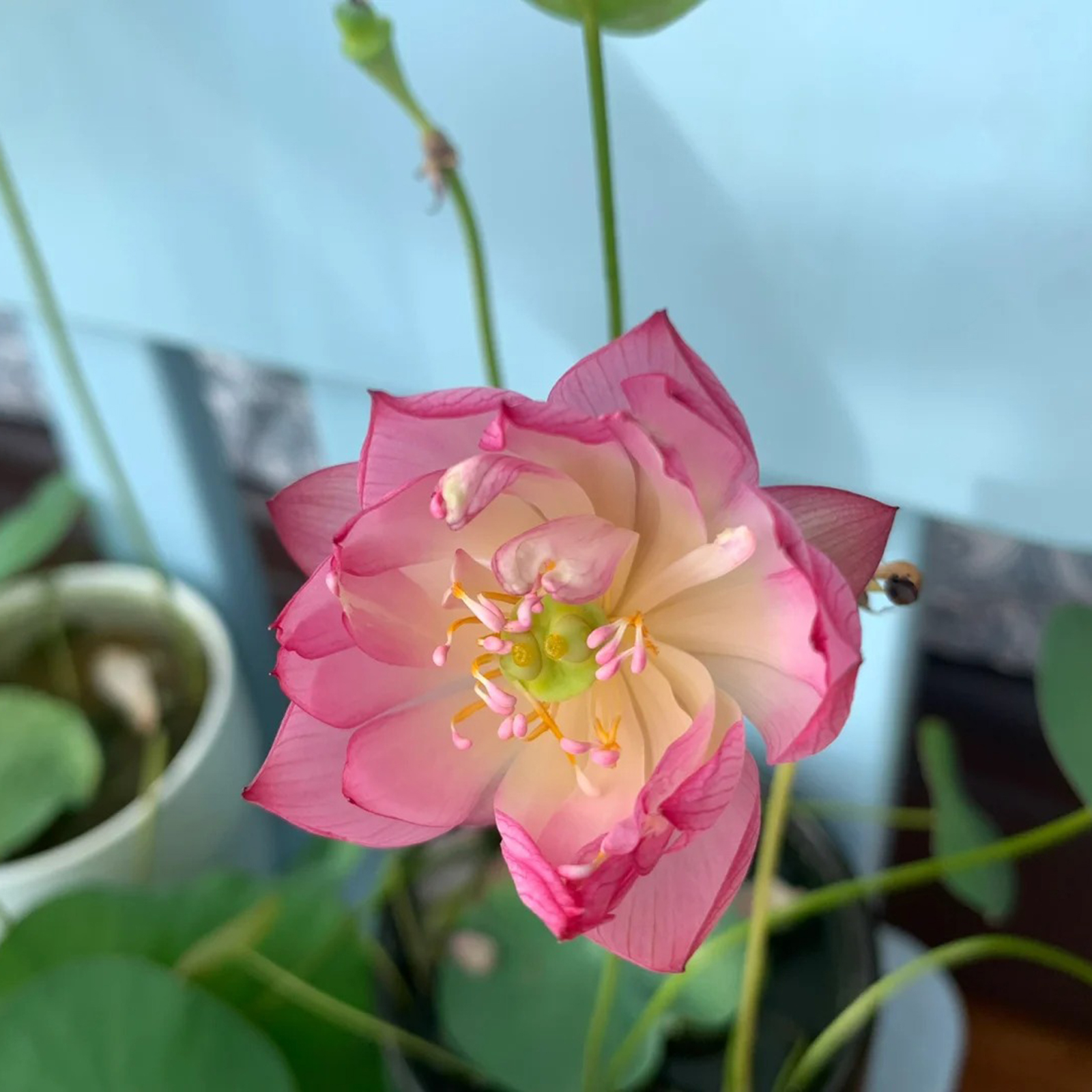 Sacred Bonsai Lotus Flower Seeds