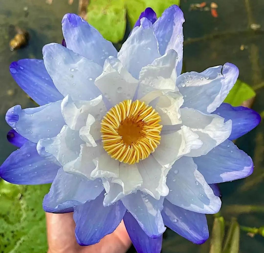 Giant Lotus Seeds💐Color Mixing