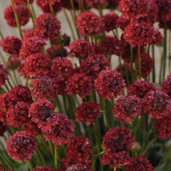 Armeria Pseudarmeria Ballerina Red