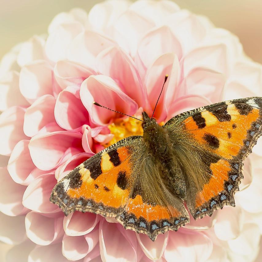 DIANA'S MEMORY-chloriseeds