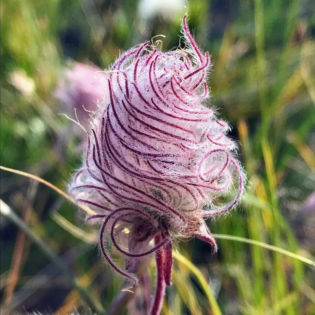 Prairie Smoke Flower Seeds