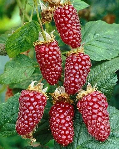 Red Raspberry Seeds