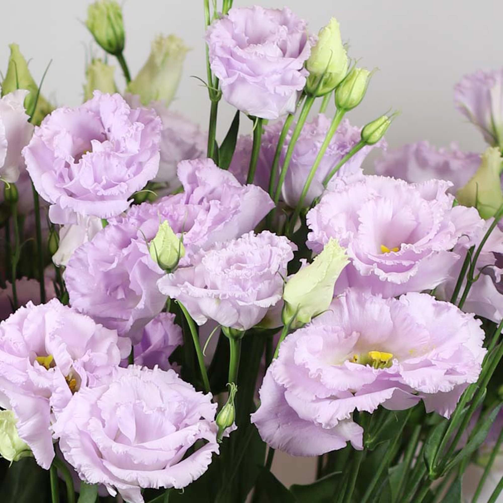 💐Heirloom Lisianthus Seeds