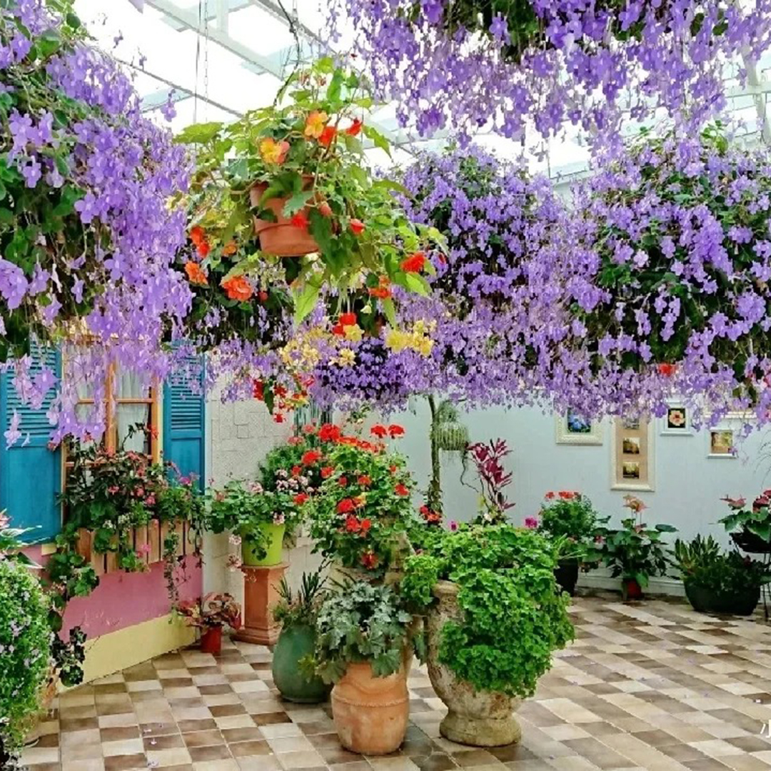 Streptocarpus saxorum Seeds