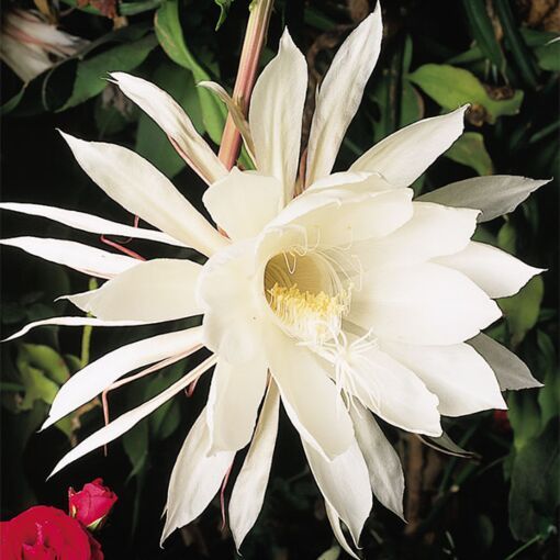Epiphyllum Seeds, Queen of the Night Seeds