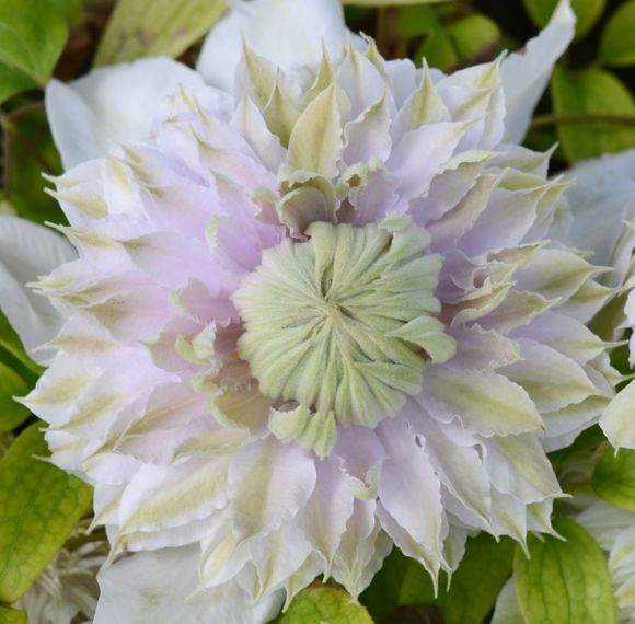 Clematis 'Yuehua'